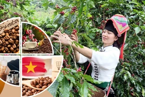 Vietnamese coffee shifts from production hub to global value partner (Photo: VNA)