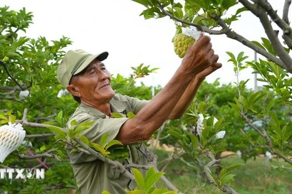 A farmer take care of custard apple gardens grown using high technology (Photo: VNA)