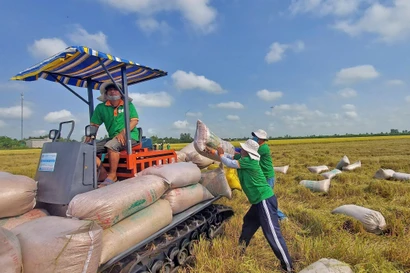  Low-emission rice marks breakthrough in Vietnamese rice sector’s green transformation