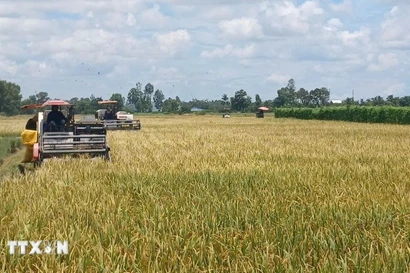 The Ca Mau Farmers’ Union proposed further leveraging the role of farmers in the industrialisation and modernisation of agriculture and rural areas to meet the national targets for 2025–2030, with a vision to 2045. (Illustrative photo: VNA)