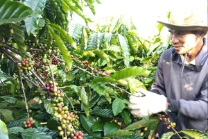 Vietnamese coffee in the value era: From production hub to global value partner