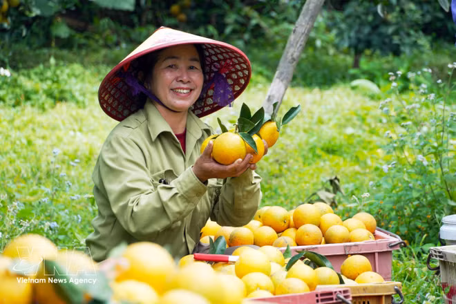  Green production, standardised value chains key to fruit, vegetable sector growth