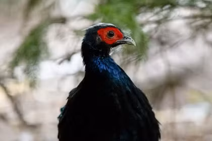 Vietnamese pheasants successfully hatched at Belgian zoo