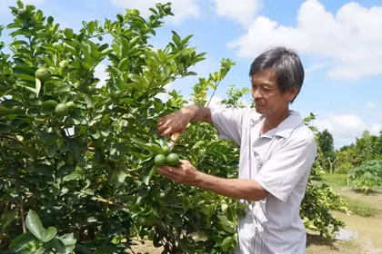 Protocol signed for pomelo, lemon exports to China