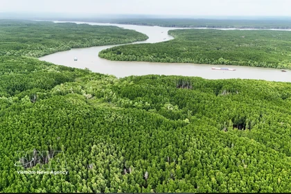 Vietnam expands coastal forests to bolster green growth