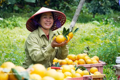  Green production, standardised value chains key to fruit, vegetable sector growth