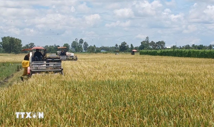 The Ca Mau Farmers’ Union proposed further leveraging the role of farmers in the industrialisation and modernisation of agriculture and rural areas to meet the national targets for 2025–2030, with a vision to 2045. (Illustrative photo: VNA)
