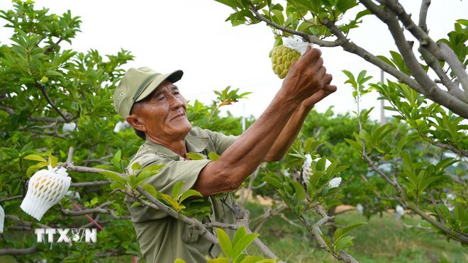 A farmer take care of custard apple gardens grown using high technology (Photo: VNA)