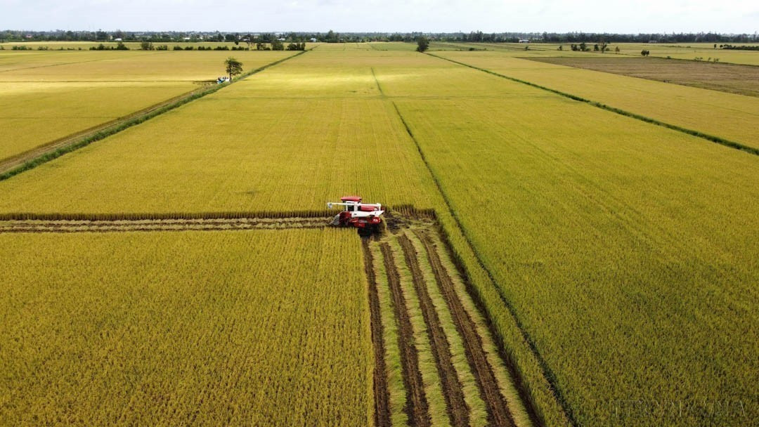 Technological advancements have reshaped Vietnamese agriculture, enabling deeper integration and progress in the era of Industry 4.0. In the photo: Harvesting a pilot high-quality, low-emission rice production area in Lang Bien commune, Thap Muoi district, Dong Thap province. (Photo: VNA) doi-moi-4.jpg