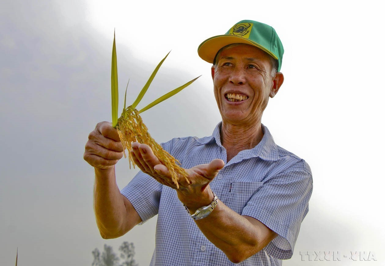 Vietnamese rice, once again recognised as the world's best, reaffirms its quality and reputation in the global market. (Photo: VNA) doi-moi-5.jpg