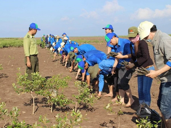 Young union members plant mangrove trees in a coastal protection forest area. (Photo: VNA)