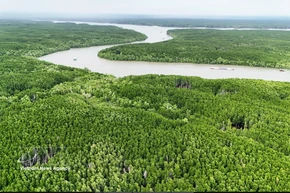 Vietnam expands coastal forests to bolster green growth
