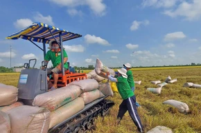  Low-emission rice marks breakthrough in Vietnamese rice sector’s green transformation