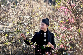 Son La in plum blossom season