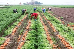 Resolution 57 drives large-scale production of key crops