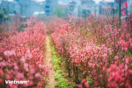 Vietnam’s cultural beauty in spring festivals