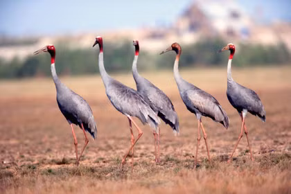 Dong Thap advances sarus crane conservation at Tram Chim National Park 