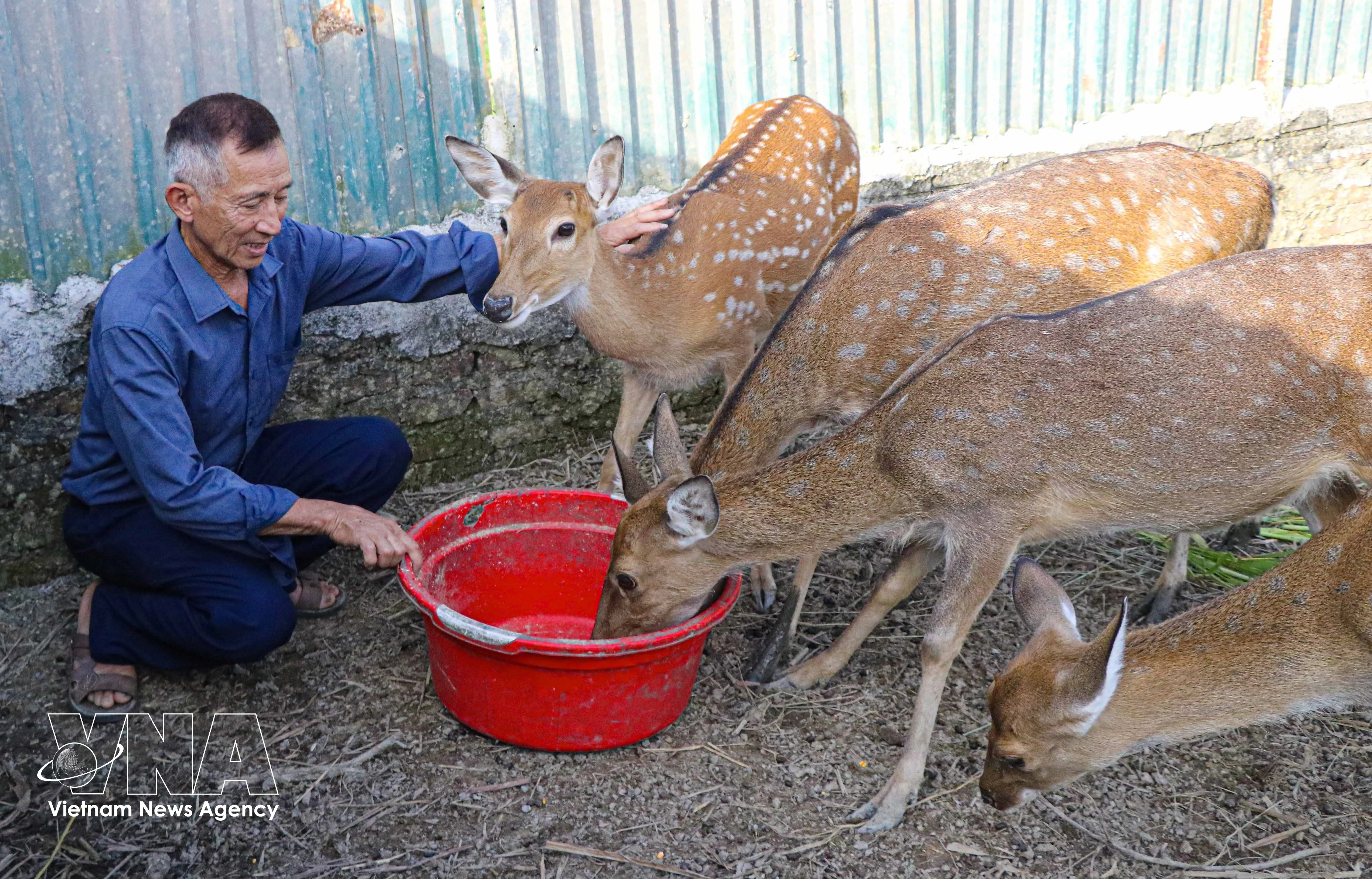 Nguyen Dinh Kien, Secretary of the Sam Mun commune Party cell in Dien Bien province, builds wealth through spotted deer farming. (Photo: VNA)