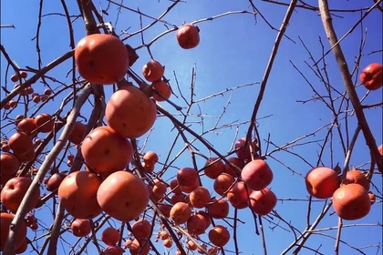 Moc Chau plateau glows in ripe persimmon season