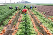Resolution 57 drives large-scale production of key crops