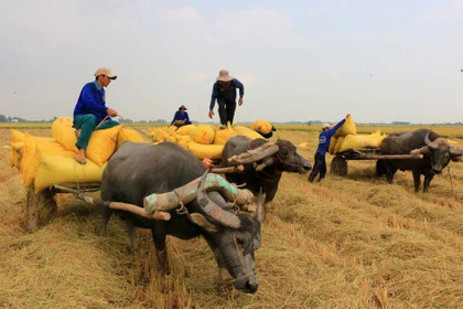Timeless charm of the Mekong delta: Buffalo carts transporting rice in Dong Thap