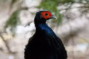 Vietnamese pheasants successfully hatched at Belgian zoo