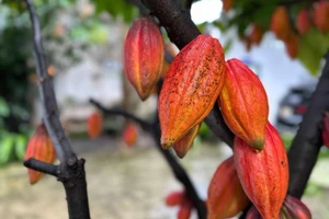 Vietnam looks to shape quality cocoa brand on global map