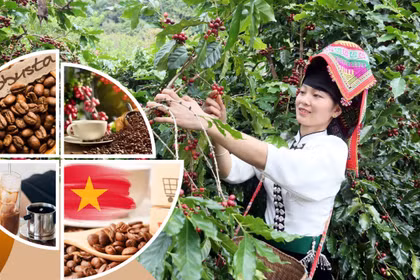 Vietnamese coffee shifts from production hub to global value partner (Photo: VNA)